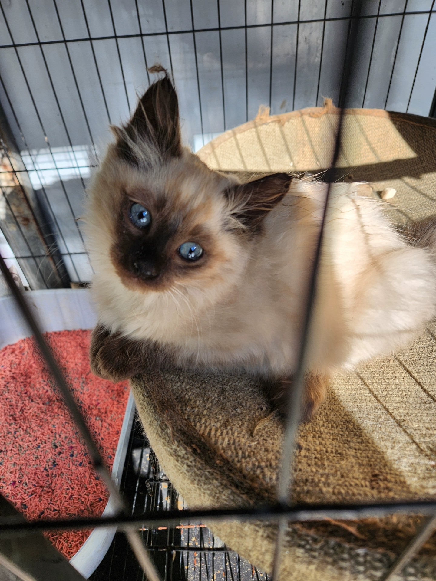 暹罗猫幼崽 可爱亲人 高贵外表 疫苗两针